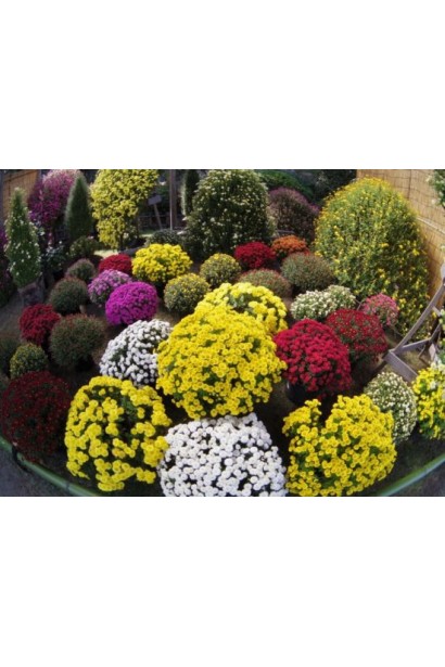 Хризантема Мультіфлора – рослина для створення кольорових клумб.